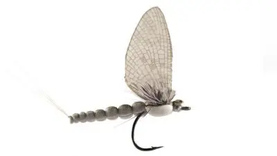 flies_2
