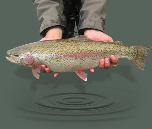 Content_Image_530x330_catch&release Content_Image_530x330_catch&release