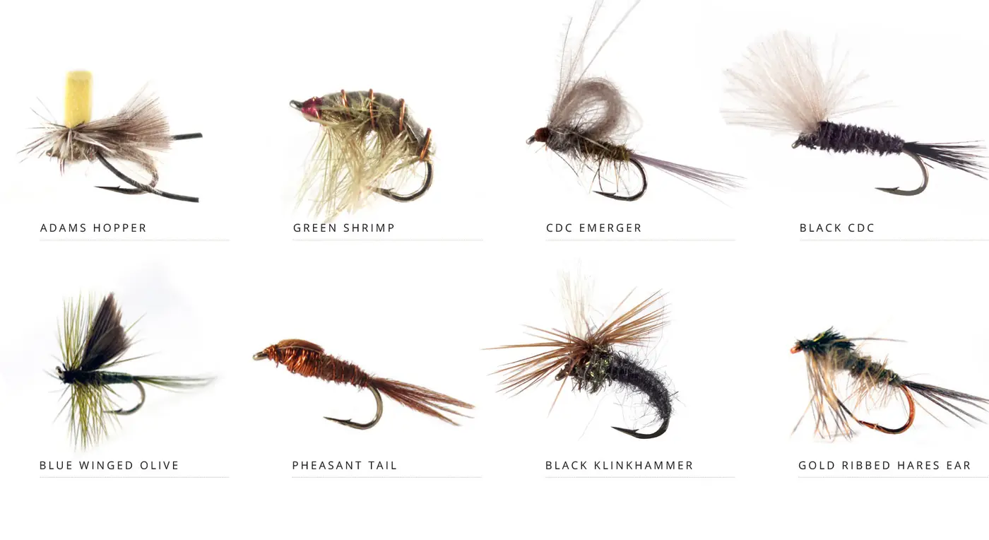 flies-Yearly-Cycle_2000-June