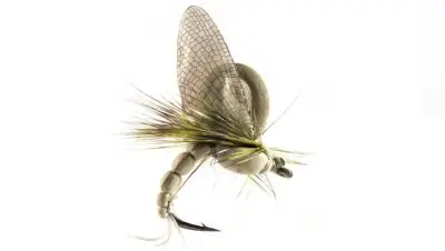 flies_3