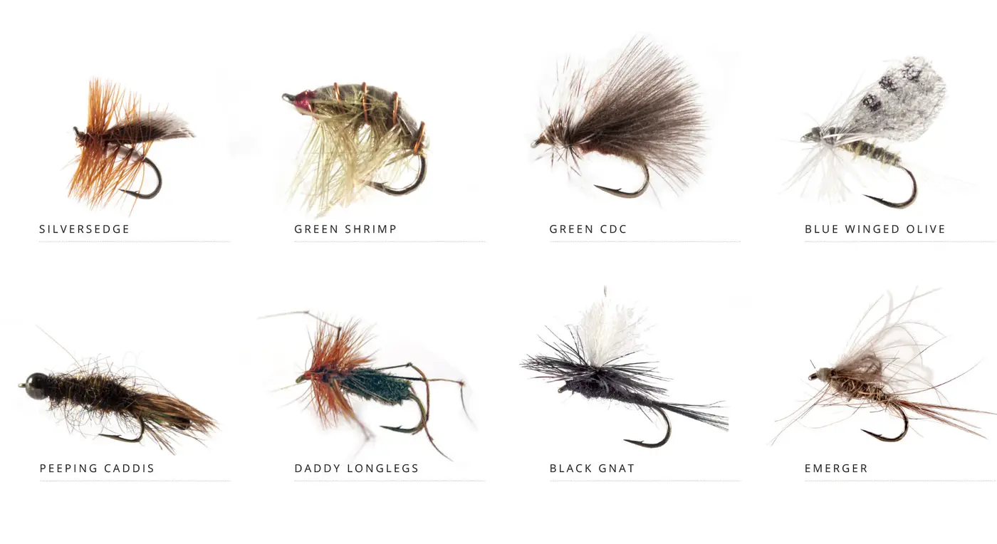 flies-Yearly-Cycle_2000-August