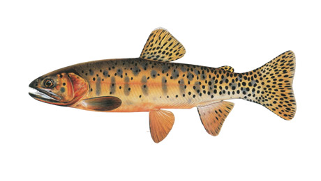 Content_Fish-Image_1