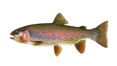 Content_Fish-Image_2