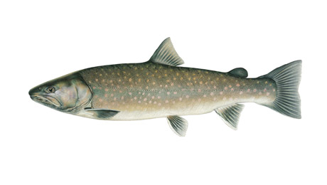 Content_Fish-Image_3