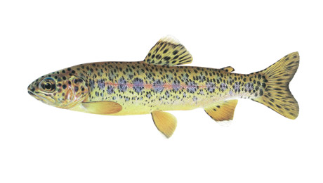 Content_Fish-Image_4