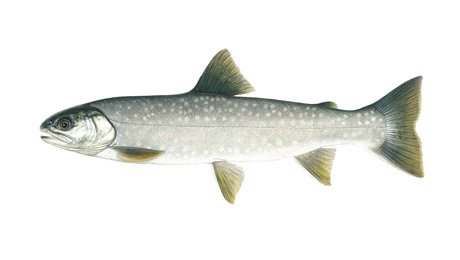 Content_Fish-Image_5